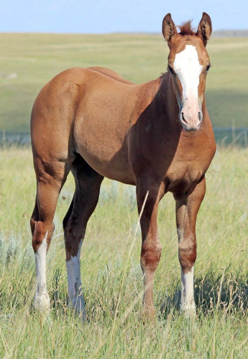 041 - Sak Em Lady Diego filly
